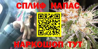 СК Кингисепп