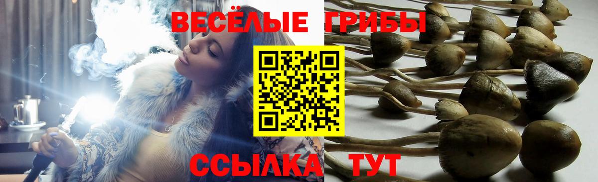 Псилоцибиновые грибы Psilocybine cubensis  Галлюциногенные грибы Psilocybine cubensis  Вход с VPN  Куйбышев 